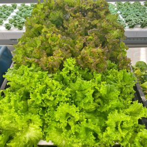 Mixed Variety 4 Pack Subscription