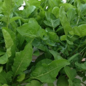 Arugula
