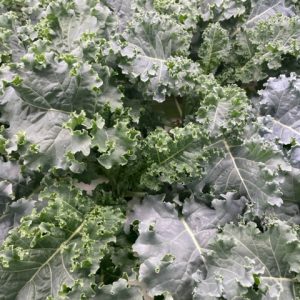 Kale