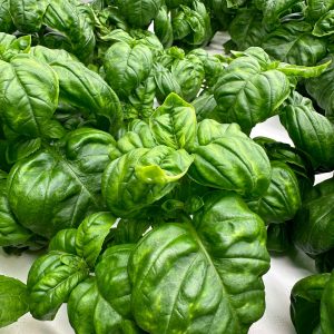 Basil
