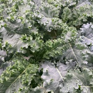 Kale