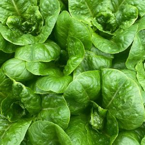 Romaine