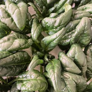 Spinach