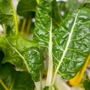 Swiss Chard